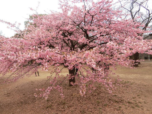 2023.2.24　代々木公園の河津桜が見頃です